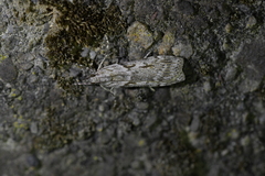 Scoparia halopis