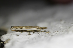 Orocrambus flexuosellus
