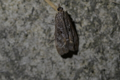 Eudonia submarginalis