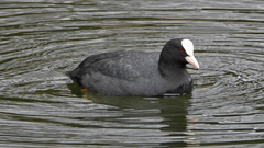 Fulica atra