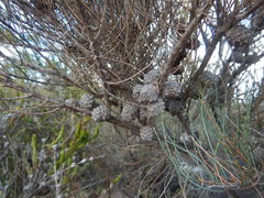 Allocasuarina pusilla