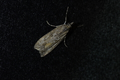 Eudonia submarginalis
