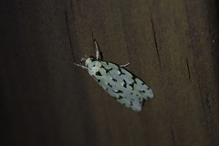 Izatha peroneanella
