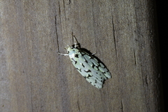 Izatha peroneanella