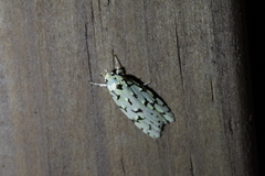 Izatha peroneanella