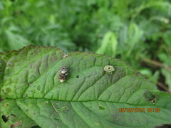 Cionus scrophulariae