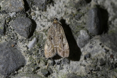 Eudonia submarginalis