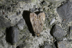 Eudonia submarginalis