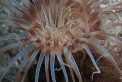 Ceriantheopsis austroafricanus