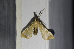 Leucinodes cordalis
