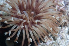 Ceriantheopsis austroafricanus