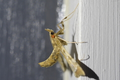 Leucinodes cordalis