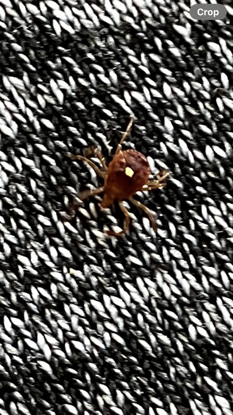 Amblyomma americanum Linnaeus, 1758