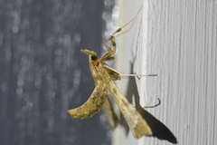 Leucinodes cordalis