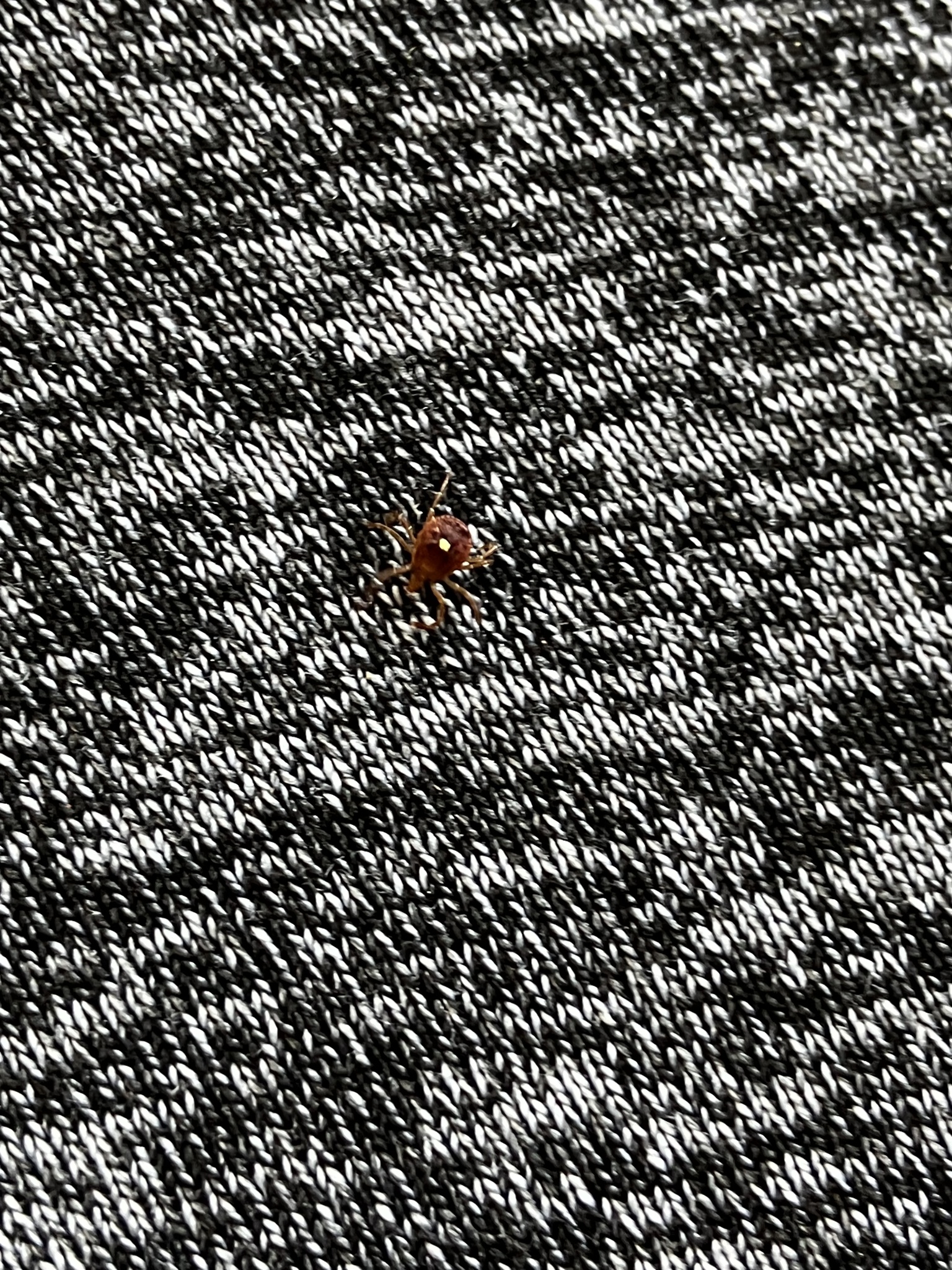 Amblyomma americanum Linnaeus, 1758