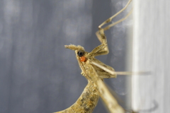 Leucinodes cordalis