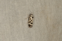 Lichenaula calligrapha