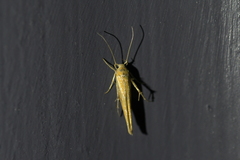 Stathmopoda skelloni