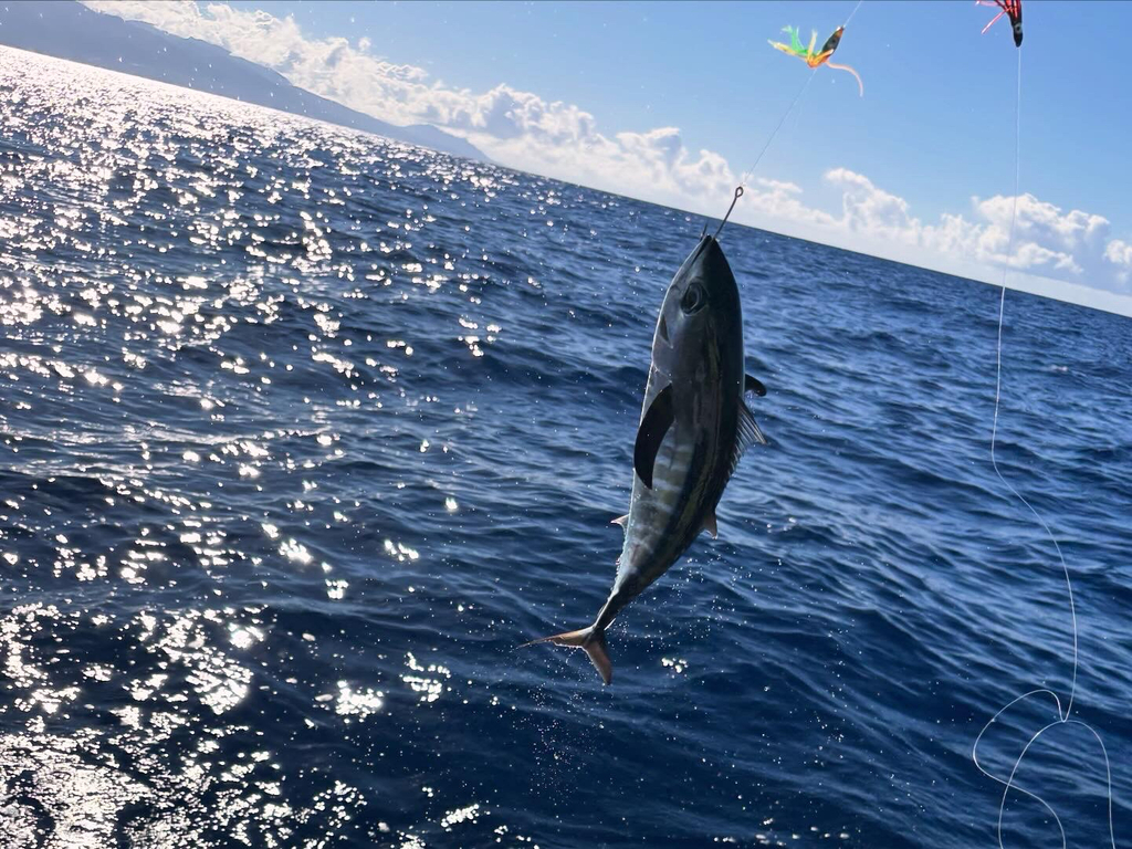 Bigeye tuna (Thunnus obesus) — Scombridae