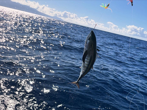 Bigeye tuna (Thunnus obesus) — Scombridae