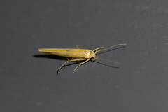 Stathmopoda skelloni