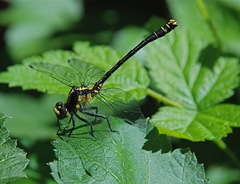 Octogomphus specularis