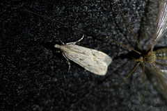 Scoparia halopis
