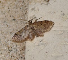 Idaea pervertipennis