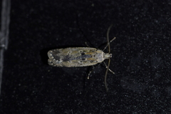 Anisoplaca achyrota