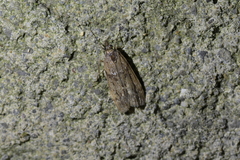 Eudonia submarginalis