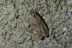Eudonia submarginalis