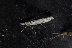 Orocrambus cyclopicus