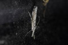 Orocrambus cyclopicus