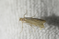 Orocrambus flexuosellus