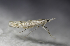 Orocrambus cyclopicus