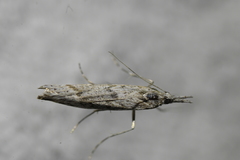 Orocrambus cyclopicus