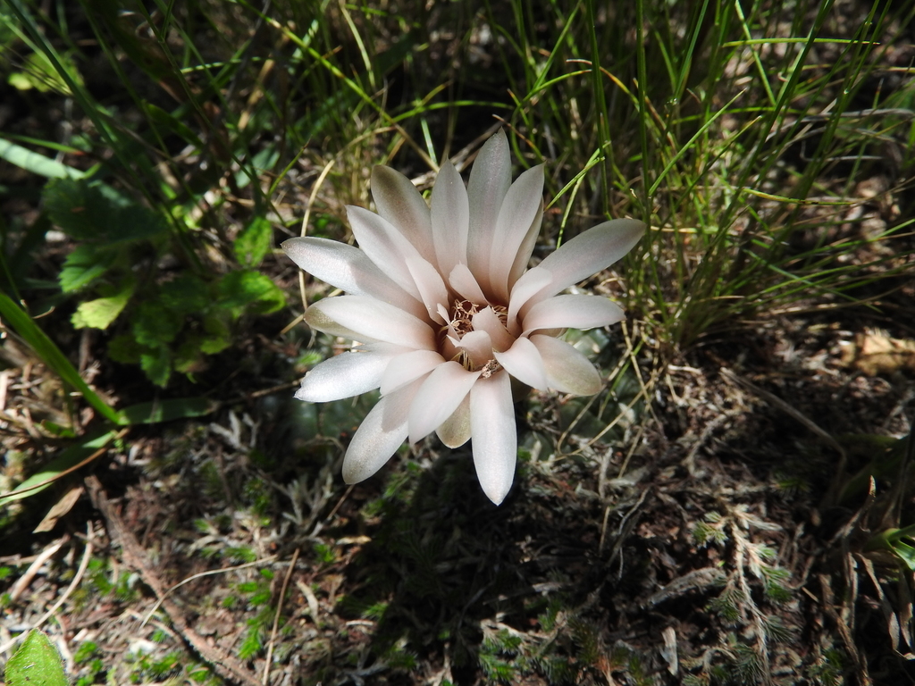 Gymnocalycium robustum, Tulumba, Córdoba, Argentina