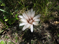 Gymnocalycium robustum