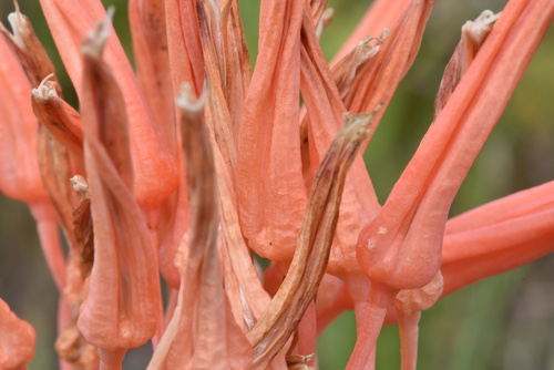 Image of Aloe micracantha by (c) Andrew Gillespie, some rights reserved (CC BY-SA)