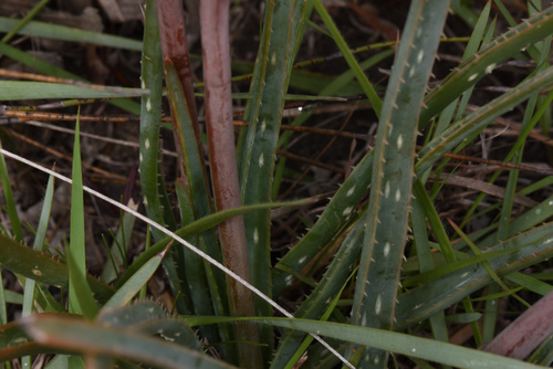 Image of Aloe micracantha by (c) Andrew Gillespie, some rights reserved (CC BY-SA)