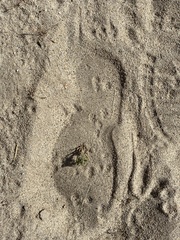 Perognathinae