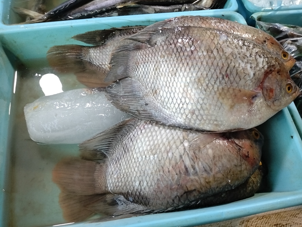 Giant Gourami (Osphronemus goramy)