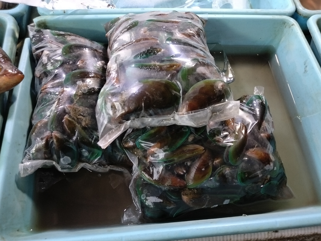 Kerang Hijau (Perna viridis)