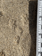 Perognathinae