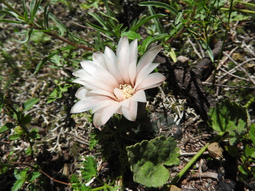 Gymnocalycium robustum