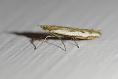 Orocrambus flexuosellus