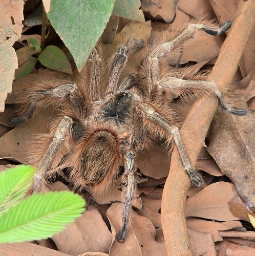 Brazilian Giant Blonde Tarantula