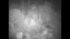 Pronolagus randensis