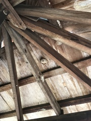 Polistes carnifex carnifex