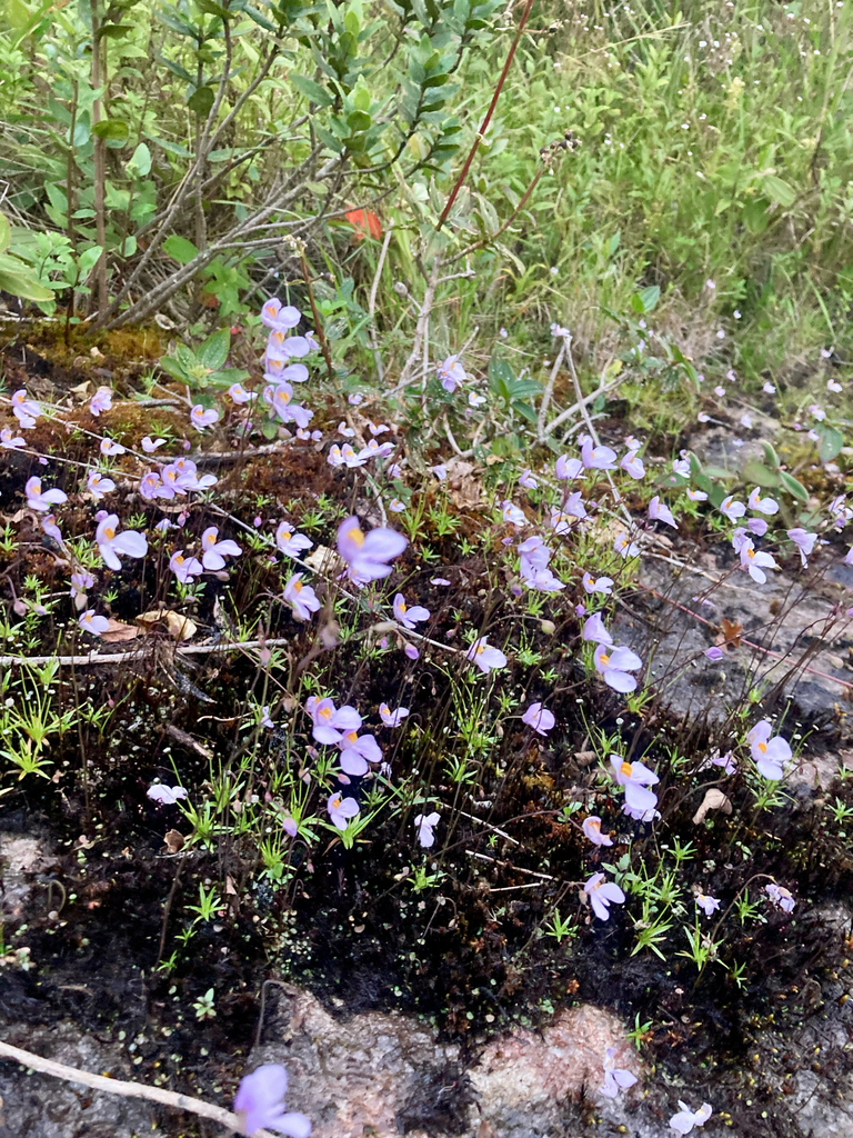 Utricularia nephrophylla Benj. 3